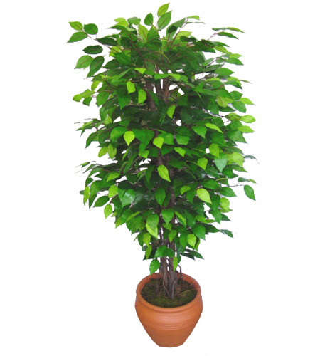 Ficus Benjamin 1,50 cm   Gaziantep hediye iek yolla 