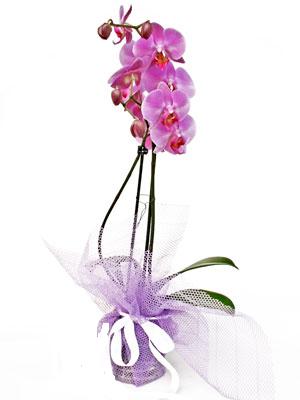  Gaziantep hediye iek yolla  Kaliteli ithal saksida orkide