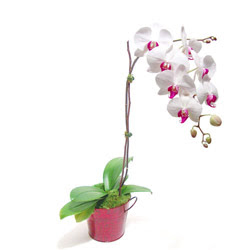  Gaziantep hediye sevgilime hediye iek  Saksida orkide