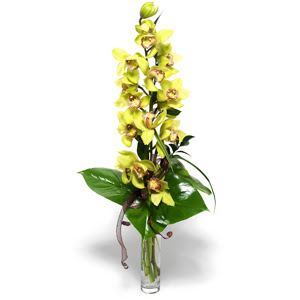  Gaziantep uluslararas iek gnderme  cam vazo ierisinde tek dal canli orkide