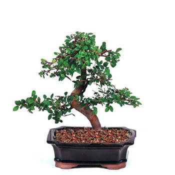 ithal bonsai saksi iegi  Gaziantep iek yolla 