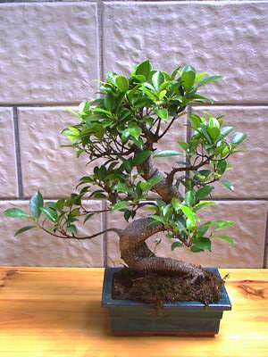 ithal bonsai saksi iegi  Gaziantep ieki maazas 