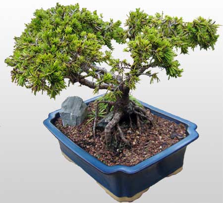 ithal bonsai saksi iegi  Gaziantep yurtii ve yurtd iek siparii 