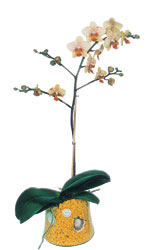  Gaziantep iek gnderme  Phalaenopsis Orkide ithal kalite