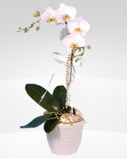 1 dall orkide saks iei  Gaziantep cicek , cicekci 