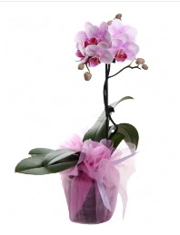 1 dal pembe orkide saks iei  Gaziantep internetten iek siparii 