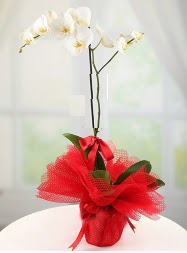 1 dal beyaz orkide saks iei  Gaziantep online iek gnderme sipari 