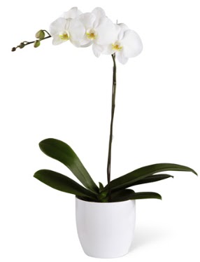 1 dall beyaz orkide  Gaziantep ucuz iek gnder 