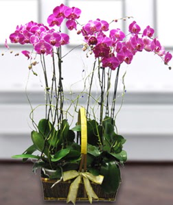 4 dall mor orkide  Gaziantep iek siparii vermek 