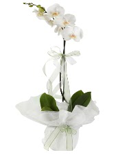 1 dal beyaz orkide iei  Gaziantep iek yolla 