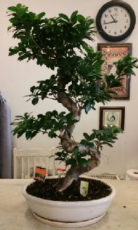 100 cm yksekliinde dev bonsai japon aac  Gaziantep uluslararas iek gnderme 