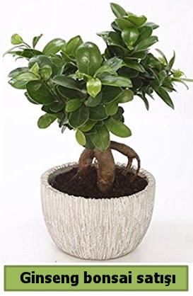 Ginseng bonsai japon aac sat  Gaziantep iek online iek siparii 