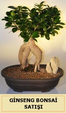 thal Ginseng bonsai sat japon aac  Gaziantep online ieki , iek siparii 