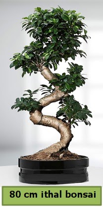 80 cm zel saksda bonsai bitkisi  Gaziantep iek online iek siparii 