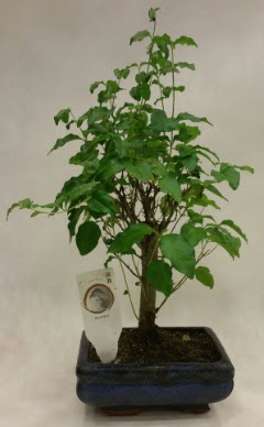 Minyatr bonsai japon aac sat  Gaziantep iek online iek siparii 