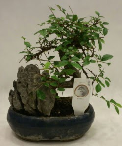 thal 1.ci kalite bonsai japon aac  Gaziantep iek servisi , ieki adresleri 