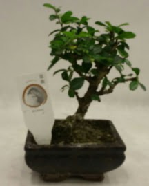 Kk minyatr bonsai japon aac  Gaziantep hediye sevgilime hediye iek 