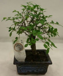 Minyatr ithal japon aac bonsai bitkisi  Gaziantep iek servisi , ieki adresleri 