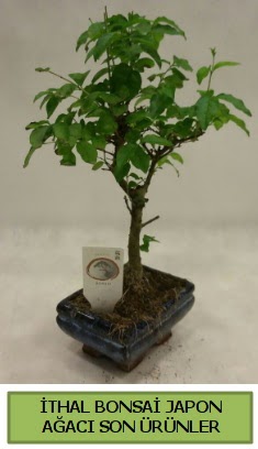 thal bonsai japon aac bitkisi  Gaziantep ieki maazas 