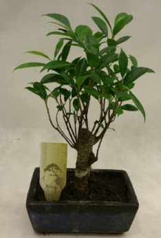 Japon aac bonsai bitkisi sat  Gaziantep iek online iek siparii 