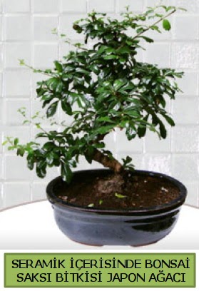 Seramik vazoda bonsai japon aac bitkisi  Gaziantep online ieki , iek siparii 