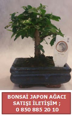 Japon aac minyar bonsai sat  Gaziantep iek servisi , ieki adresleri 