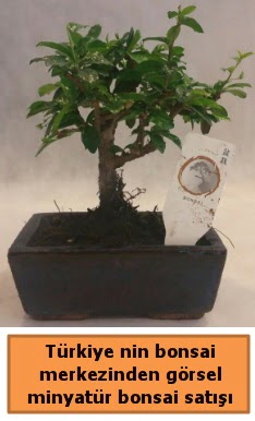 Japon aac bonsai sat ithal grsel  Gaziantep anneler gn iek yolla 