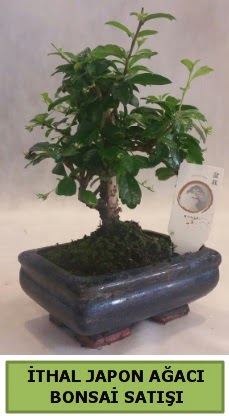 thal japon aac bonsai bitkisi sat  Gaziantep iek online iek siparii 