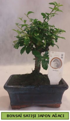 Minyatr bonsai aac sat  Gaziantep hediye sevgilime hediye iek 