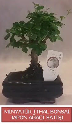 Kk grsel bonsai japon aac bitkisi  Gaziantep iek maazas , ieki adresleri 