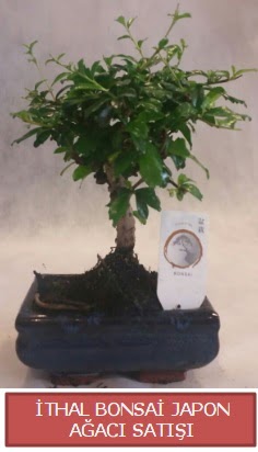 thal kk boy minyatr bonsai aa bitkisi  Gaziantep iek online iek siparii 