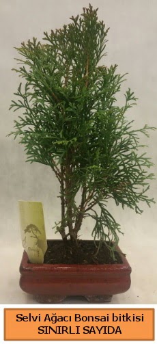 Selvi aac bonsai japon aac bitkisi  Gaziantep iek servisi , ieki adresleri 