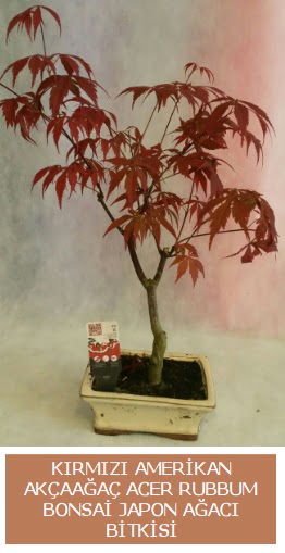 Amerikan akaaa Acer Rubrum bonsai  Gaziantep iek , ieki , iekilik 