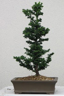 am aac bonsai bitkisi sat  Gaziantep iek online iek siparii 