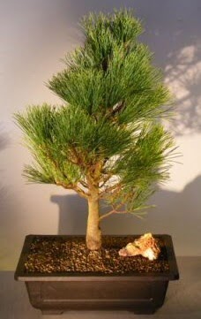 am aac japon aac bitkisi bonsai  Gaziantep iek online iek siparii 