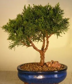 Servi am bonsai japon aac bitkisi  Gaziantep anneler gn iek yolla 