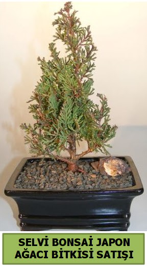 Selvi am japon aac bitkisi bonsai  Gaziantep iek online iek siparii 