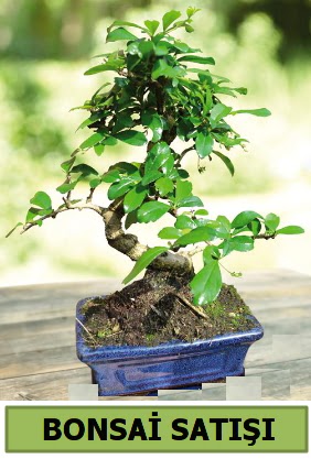 am bonsai japon aac sat  Gaziantep iek servisi , ieki adresleri 