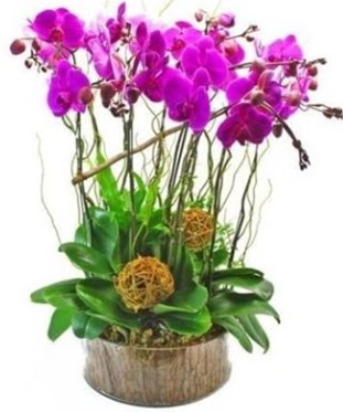 Ahap ktkte lila mor orkide 8 li  Gaziantep iek yolla , iek gnder , ieki  