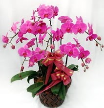 Sepet ierisinde 5 dall lila orkide  Gaziantep kaliteli taze ve ucuz iekler 