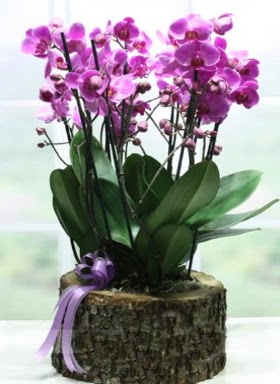 Ktk ierisinde 6 dall mor orkide  Gaziantep kaliteli taze ve ucuz iekler 