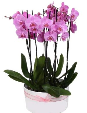 Beyaz seramik ierisinde 7 dall mor orkide  Gaziantep iek online iek siparii 