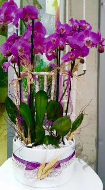 Seramik vazoda 4 dall mor lila orkide  Gaziantep iek gnderme 