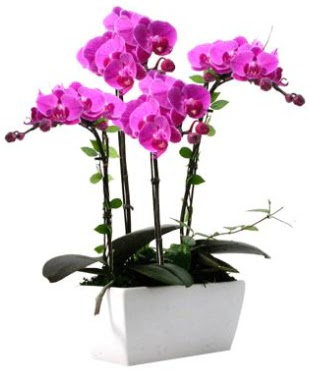 Seramik vazo ierisinde 4 dall mor orkide  Gaziantep iek servisi , ieki adresleri 