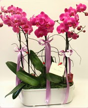 Beyaz seramik ierisinde 4 dall orkide  Gaziantep kaliteli taze ve ucuz iekler 