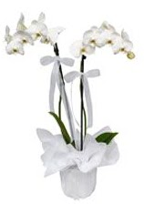 2 dall beyaz orkide  Gaziantep iek siparii vermek 
