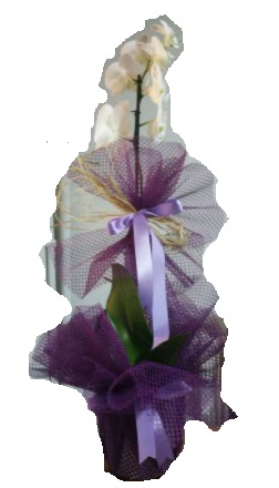 Tek dall beyaz orkide sper kalite ithal  Gaziantep online ieki , iek siparii 