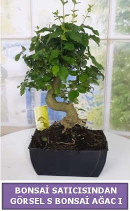 S dal erilii bonsai japon aac  Gaziantep iek servisi , ieki adresleri 