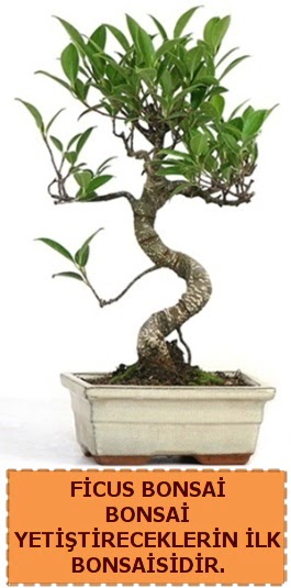 Ficus bonsai 15 ile 25 cm arasndadr  Gaziantep anneler gn iek yolla 
