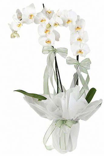 ift Dall Beyaz Orkide  Gaziantep hediye iek yolla 